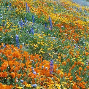 Meet your Posher, Missy